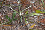 Carolina silkgrass